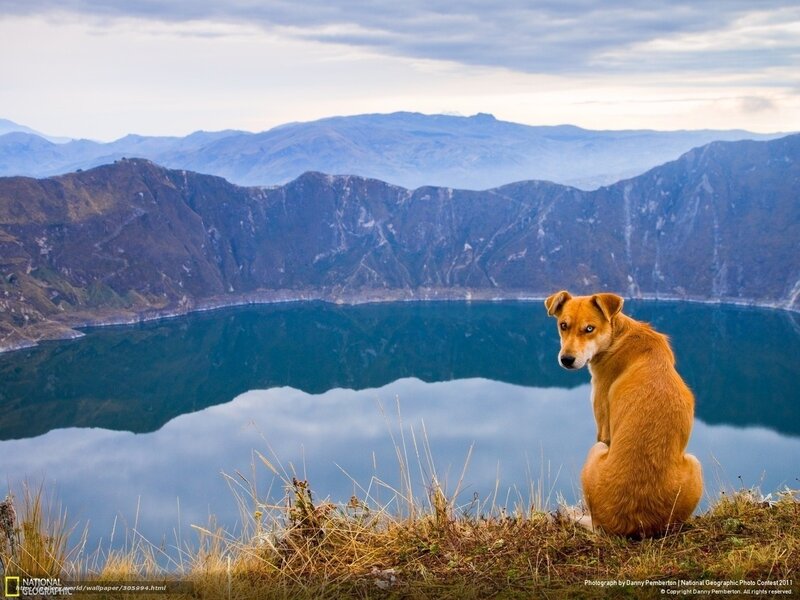 Dog overlooking a crater lake