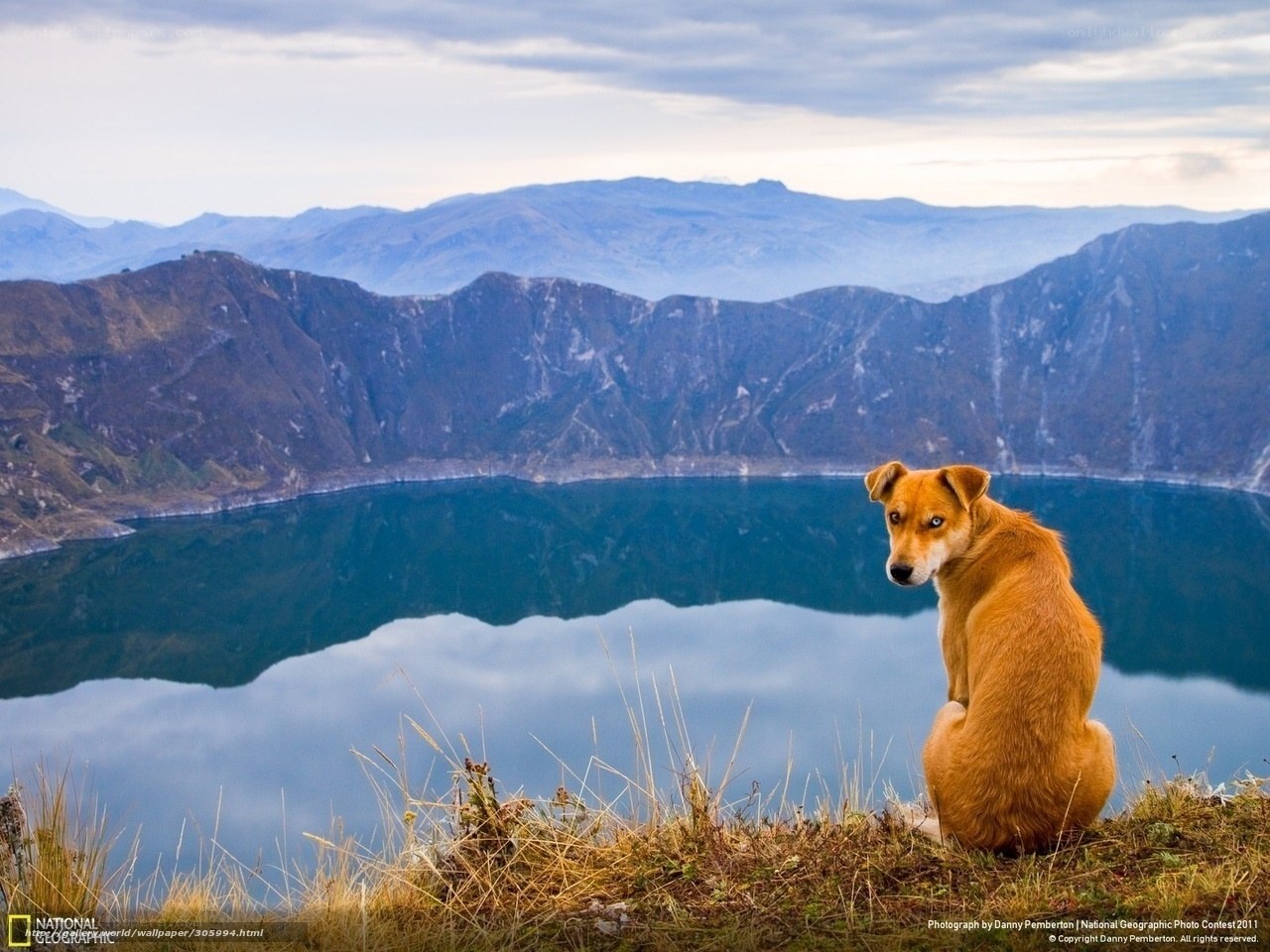 Dog overlooking a crater lake