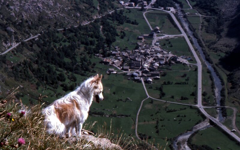Dog overlooking a mountain village