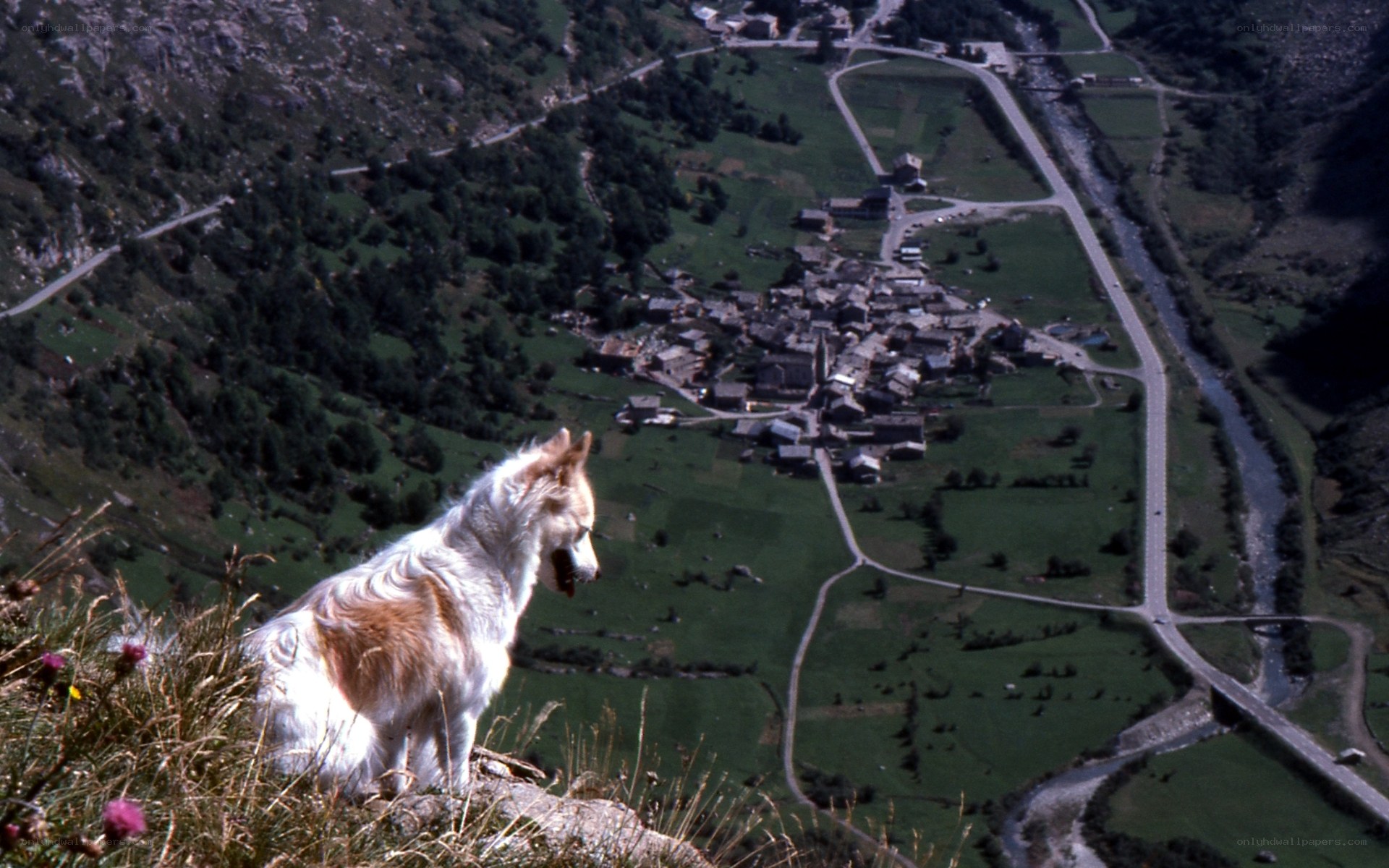 Dog overlooking a mountain village