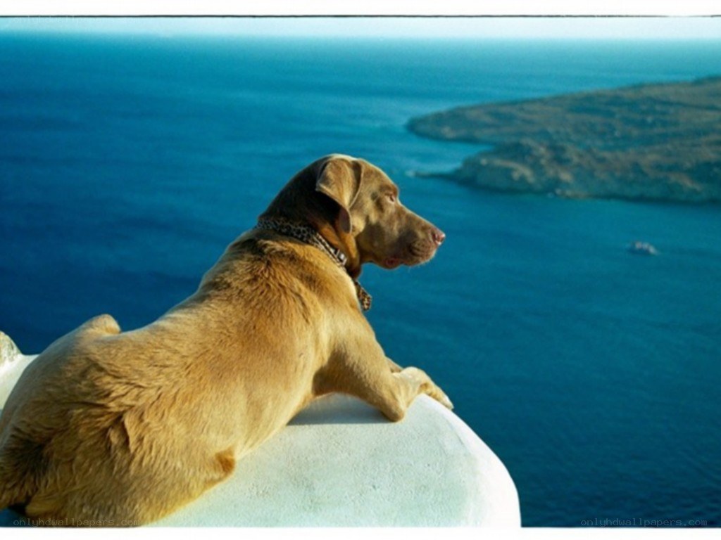 Dog overlooking the sea