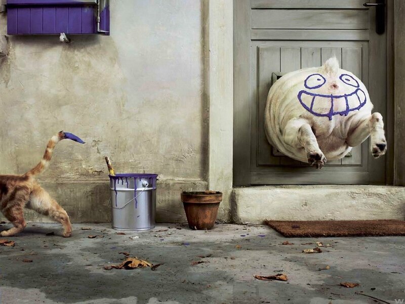 dog painted with face