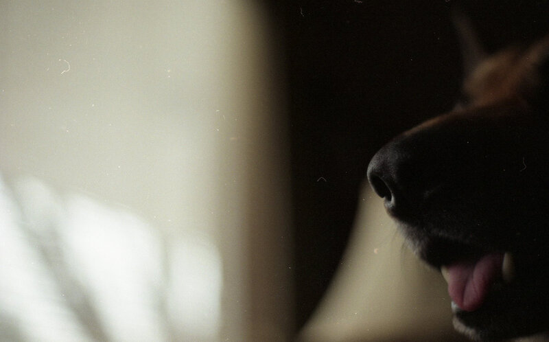 dog panting in dim light