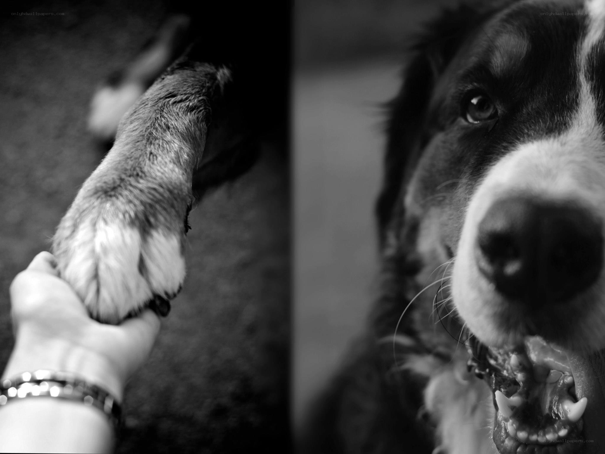 dog paw and face close-up