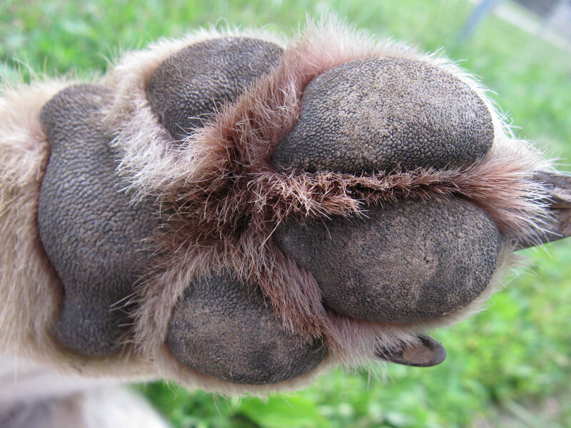 Dog Paw Close-up