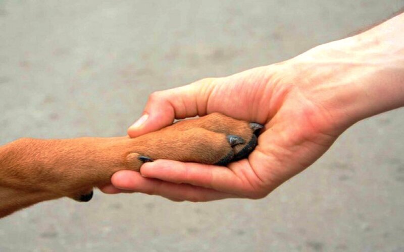 Dog Paw in Hand — Brown