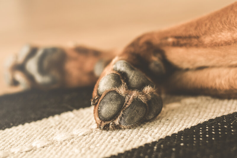 dog paw on rug
