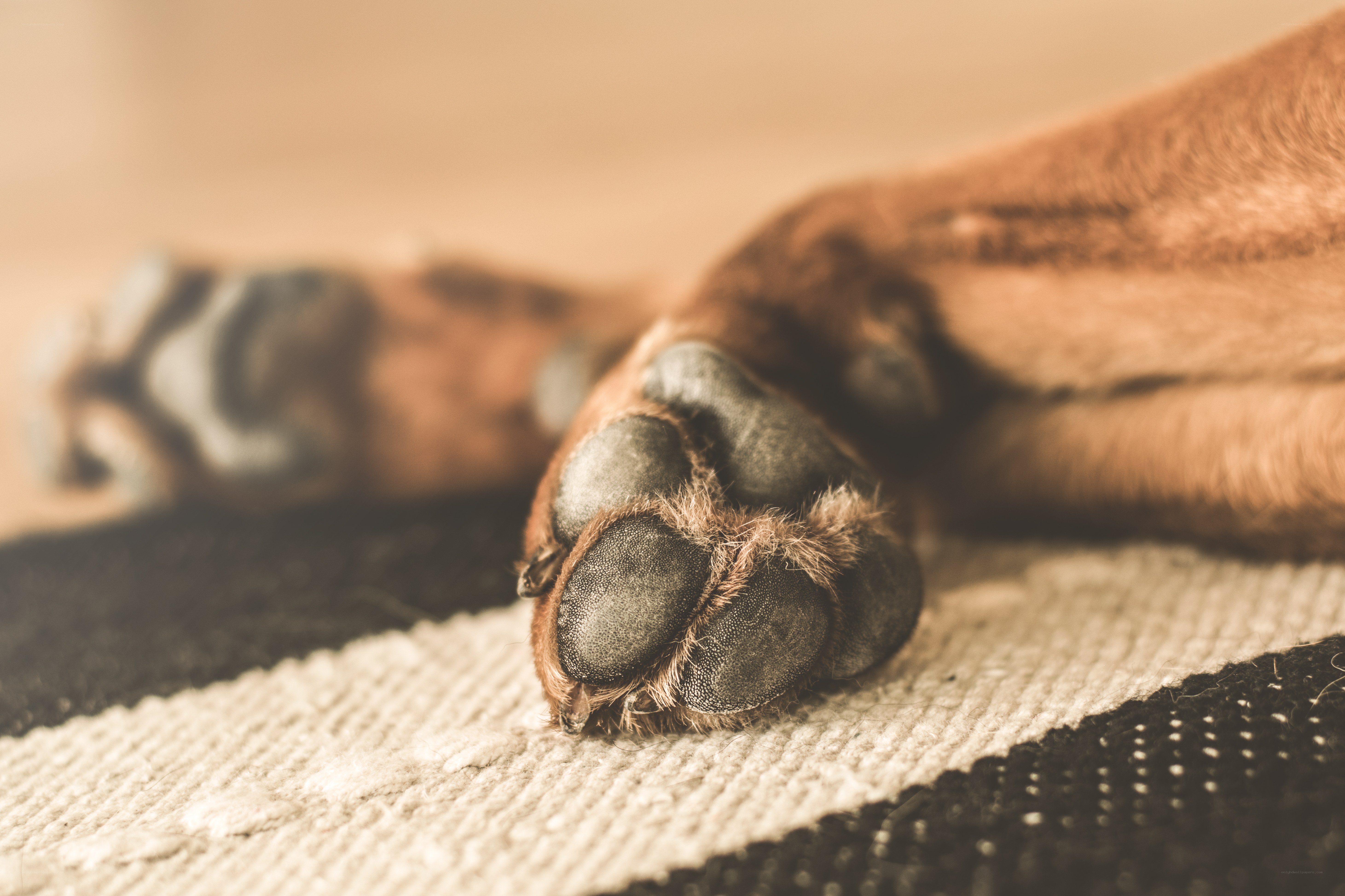 dog paw on rug