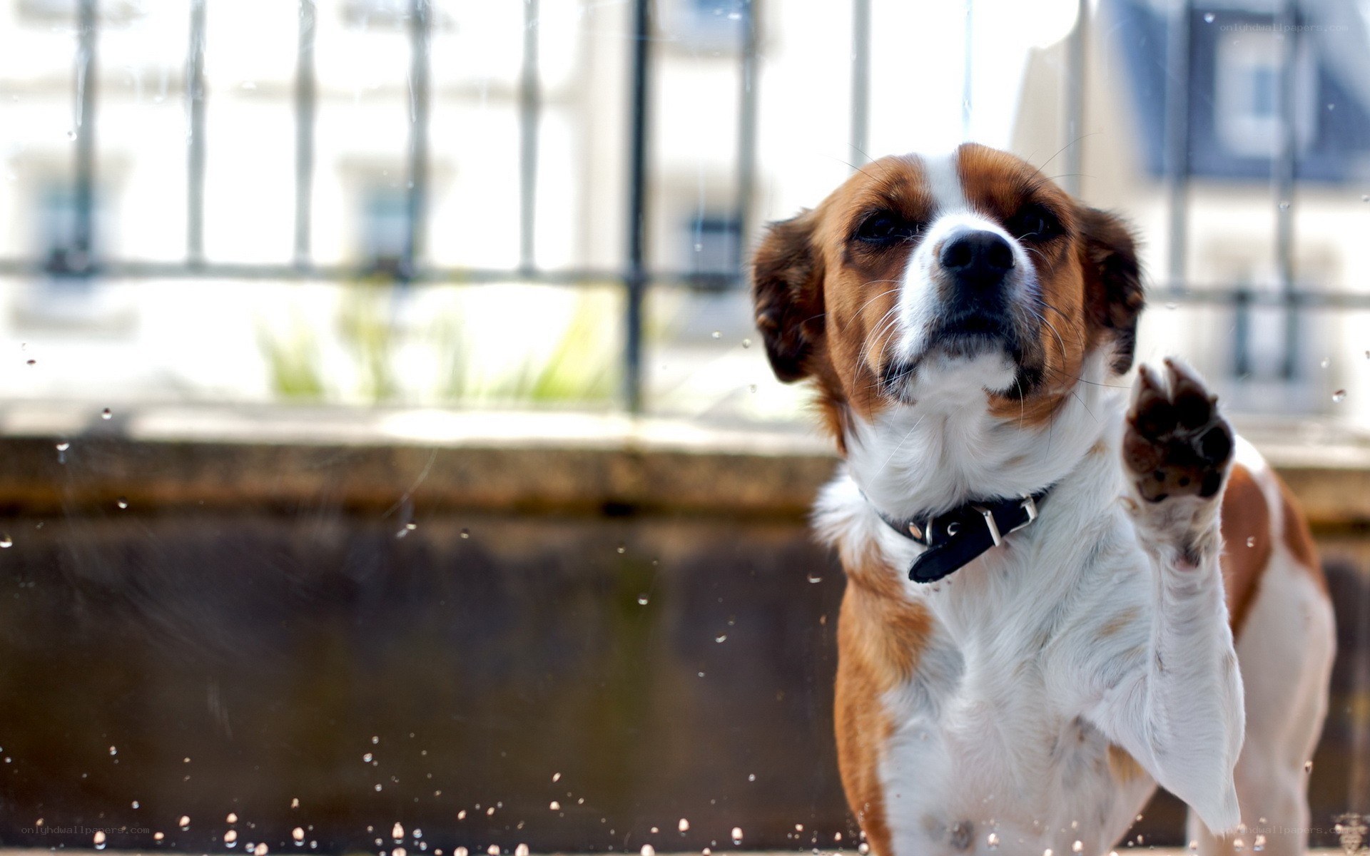 dog pawing at glass window