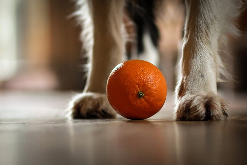Dog Paws and Orange