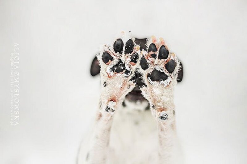 Dog Paws in Snow