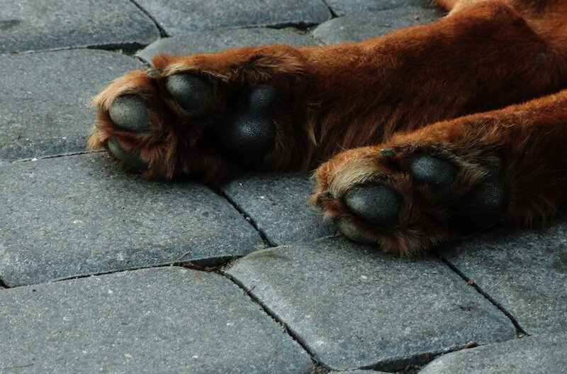dog paws on pavement