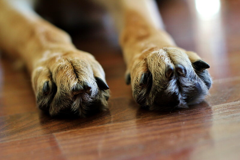 Dog Paws on Wood
