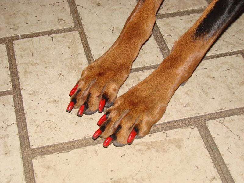 dog paws with red nails