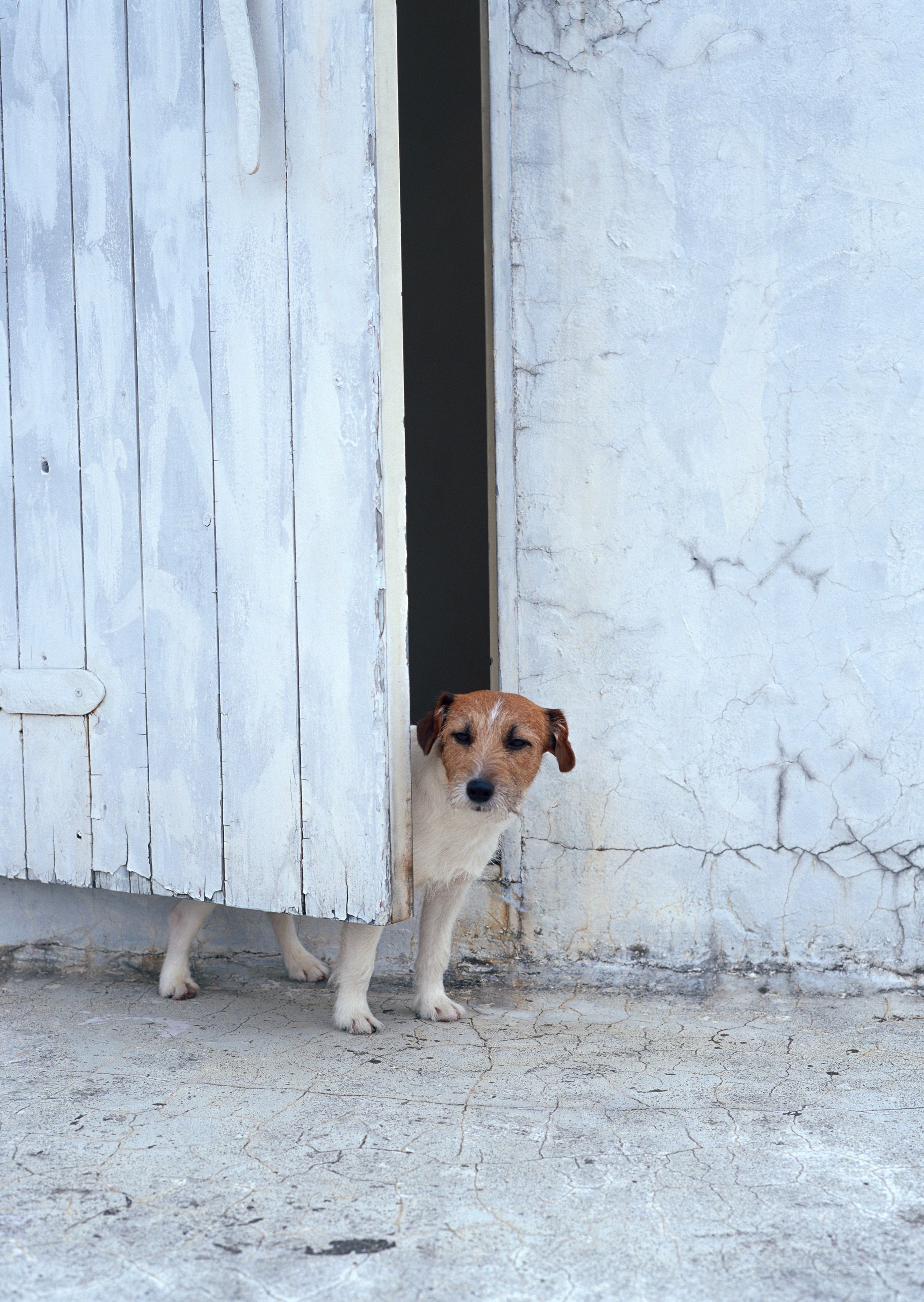 dog peeking from a door