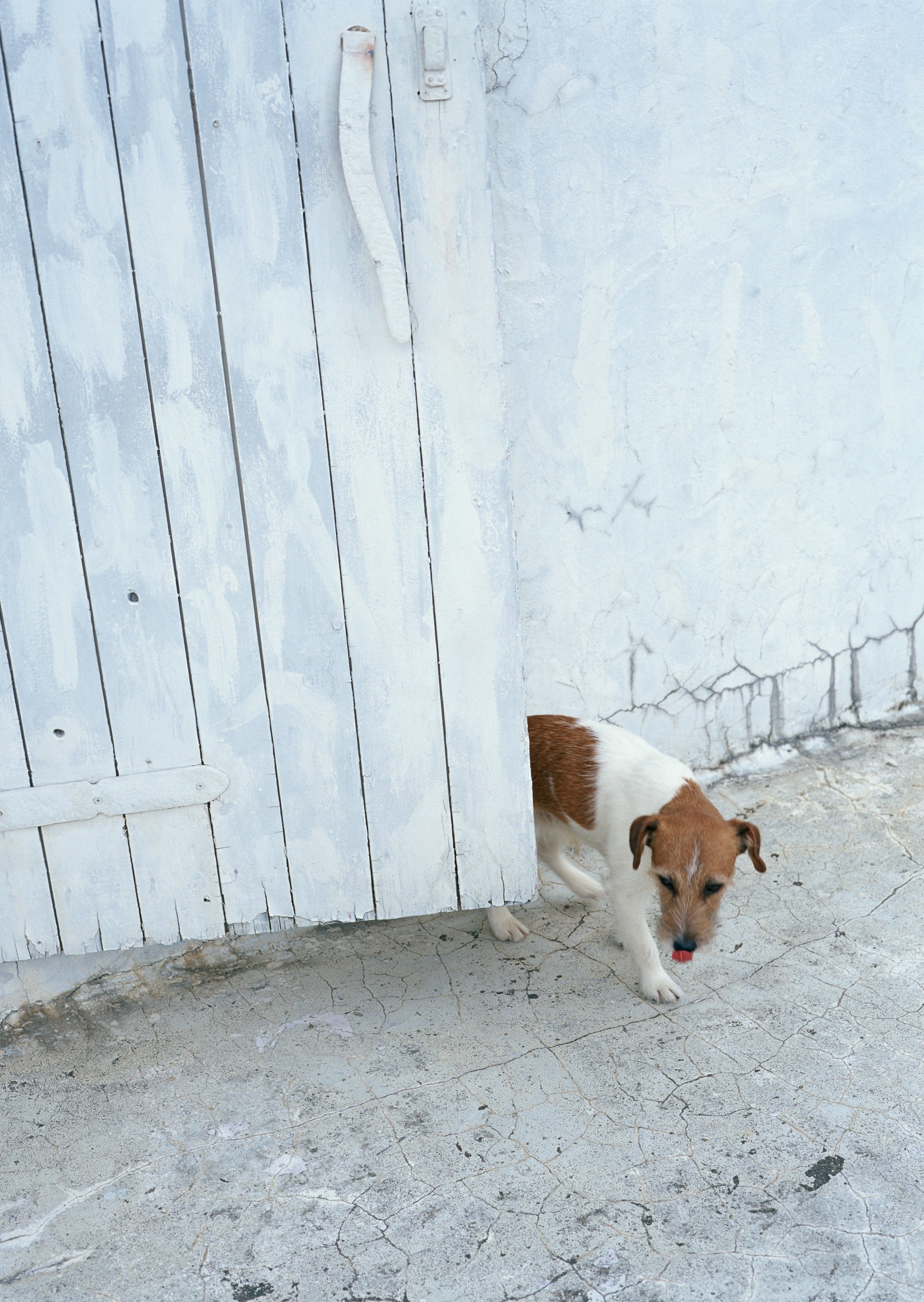 dog peeking from behind a door