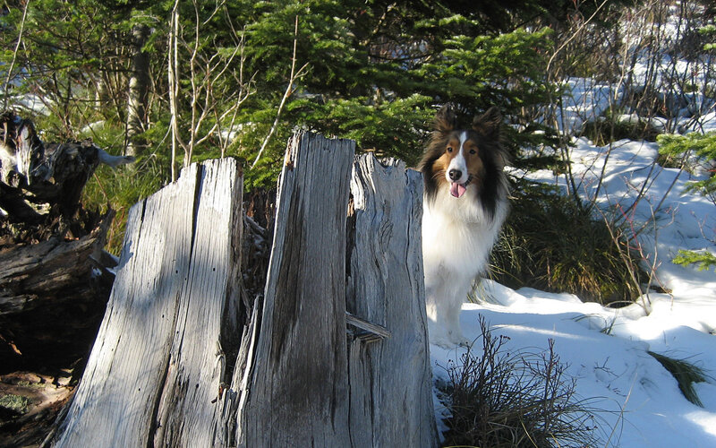 Dog peeking from behind a log
