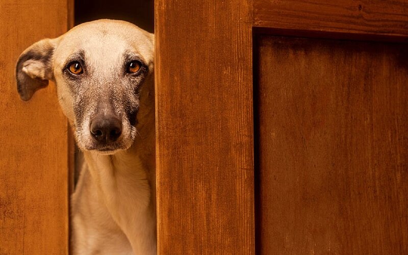 Dog Peeking from Door