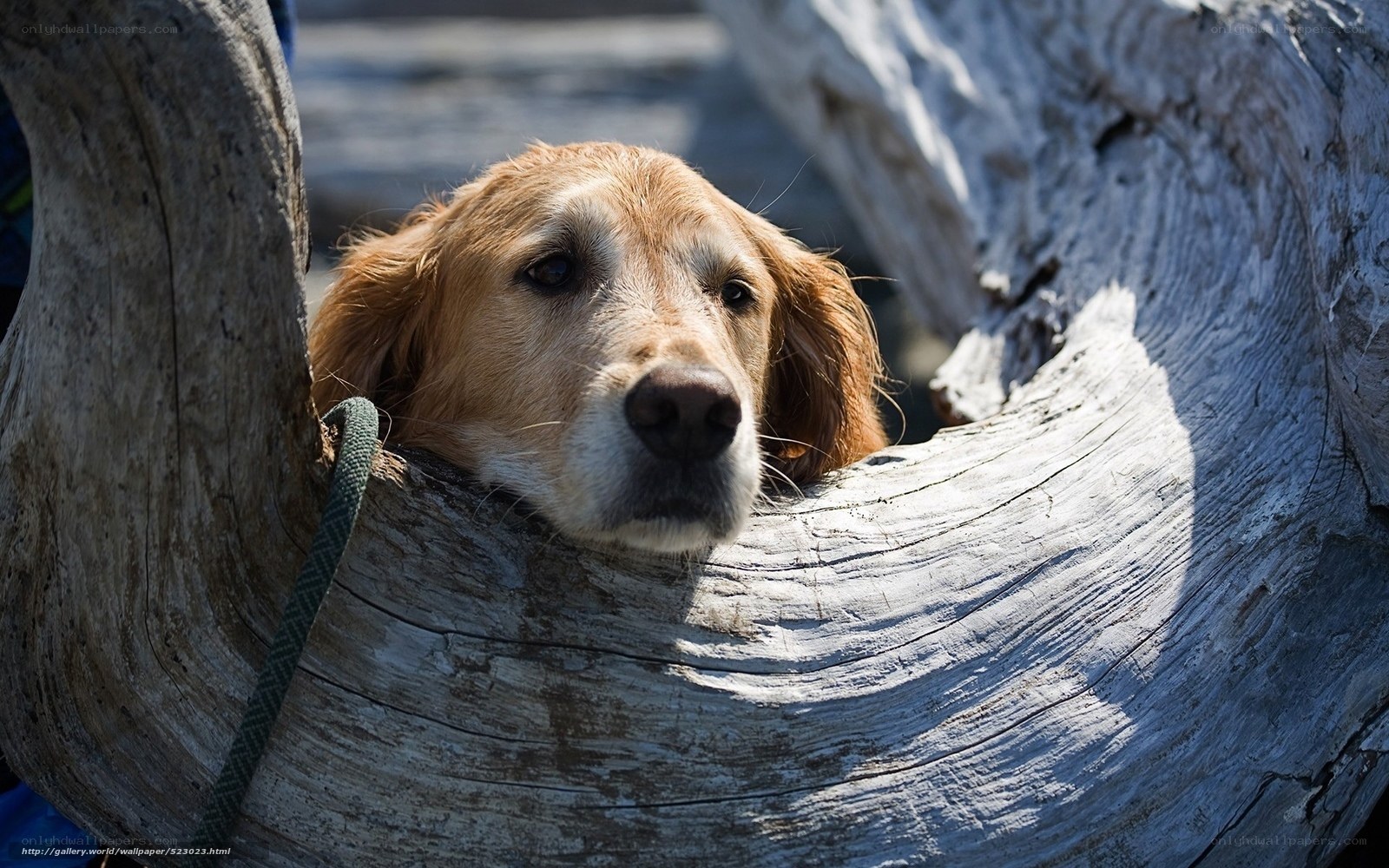 dog peeking from driftwood