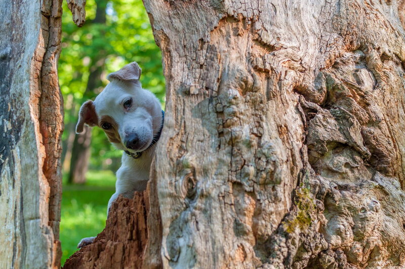 Dog Peeking from Tree