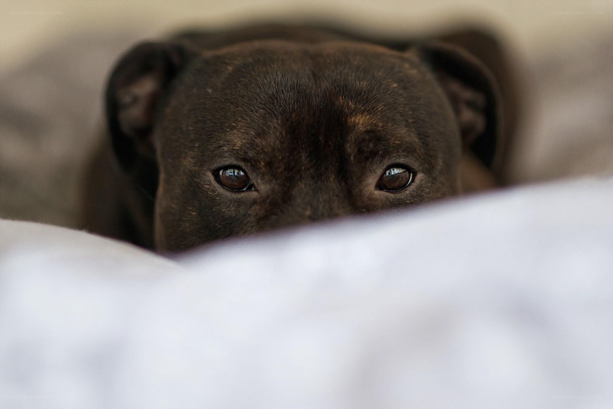 dog peeking from under blanket