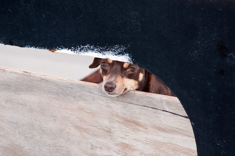 Dog Peeking from under Wood — Brown