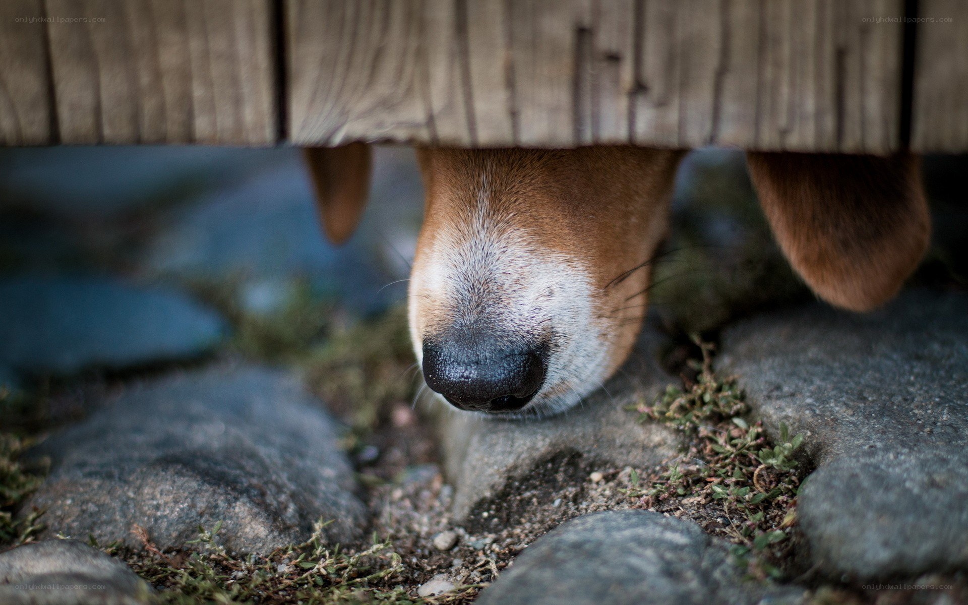 dog peeking from under wood