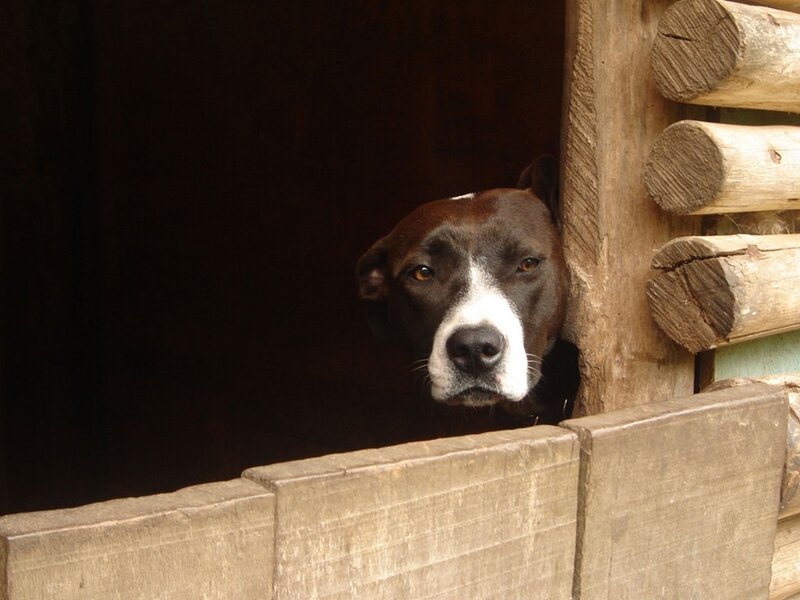 dog peeking from wooden shelter