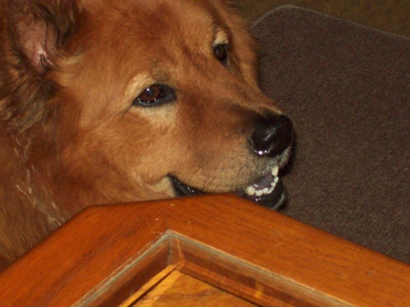 dog peeking over wooden frame