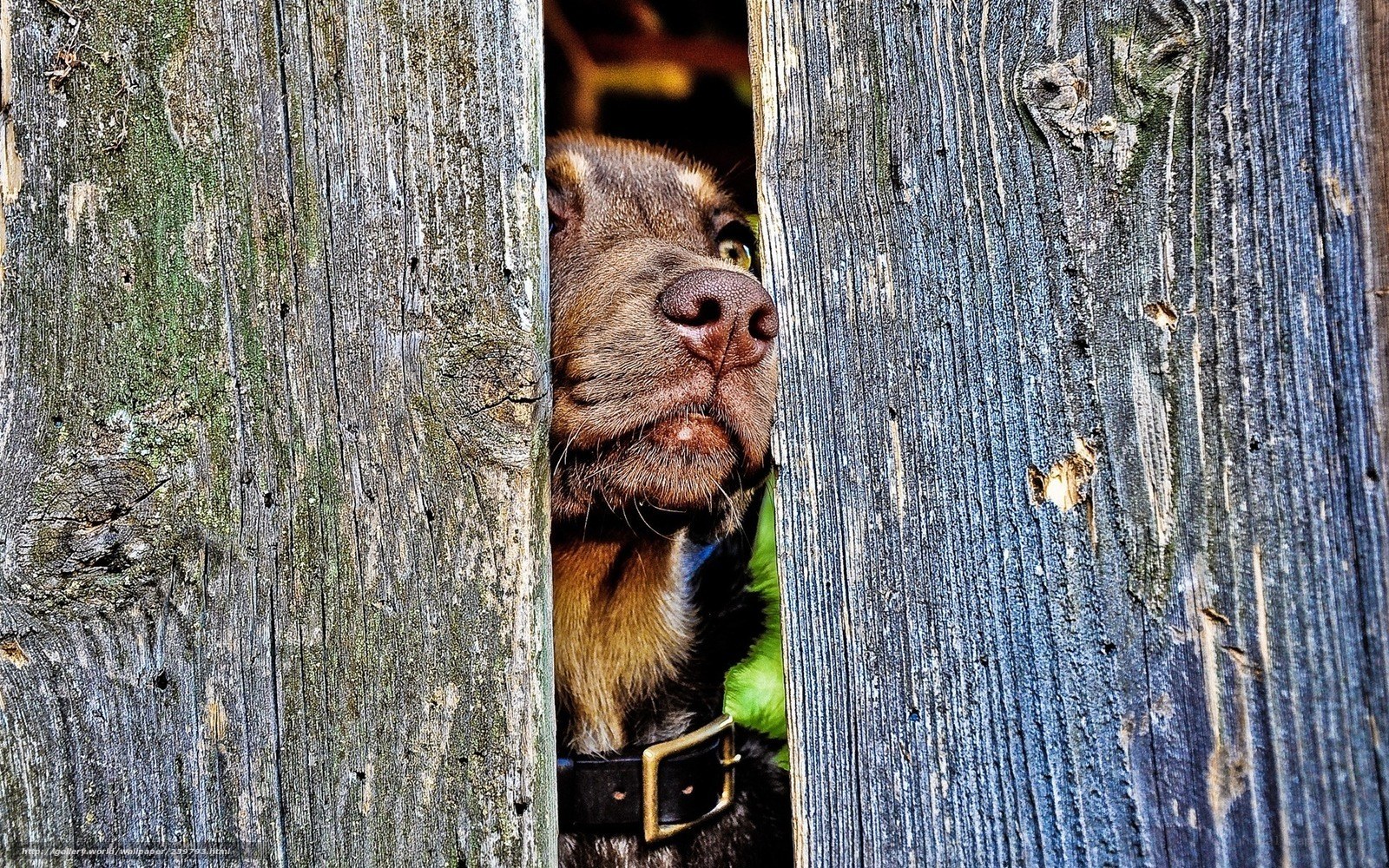 dog peeking through fence
