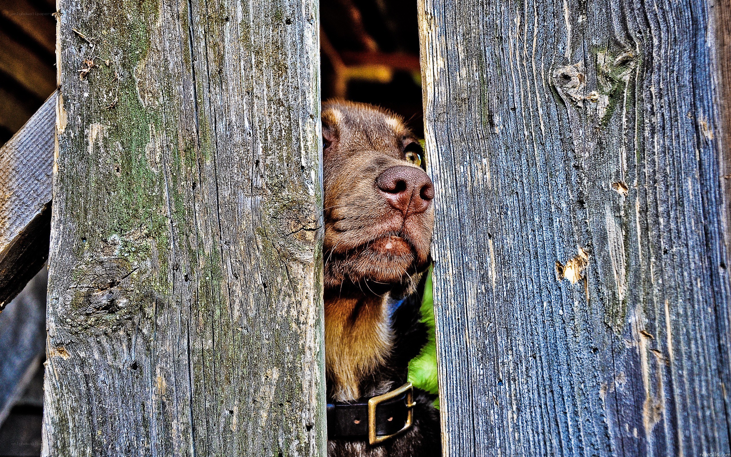 dog peeking through fence