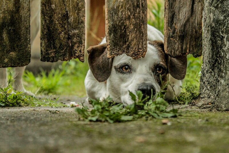 Dog Peeking Through Fence — Brown