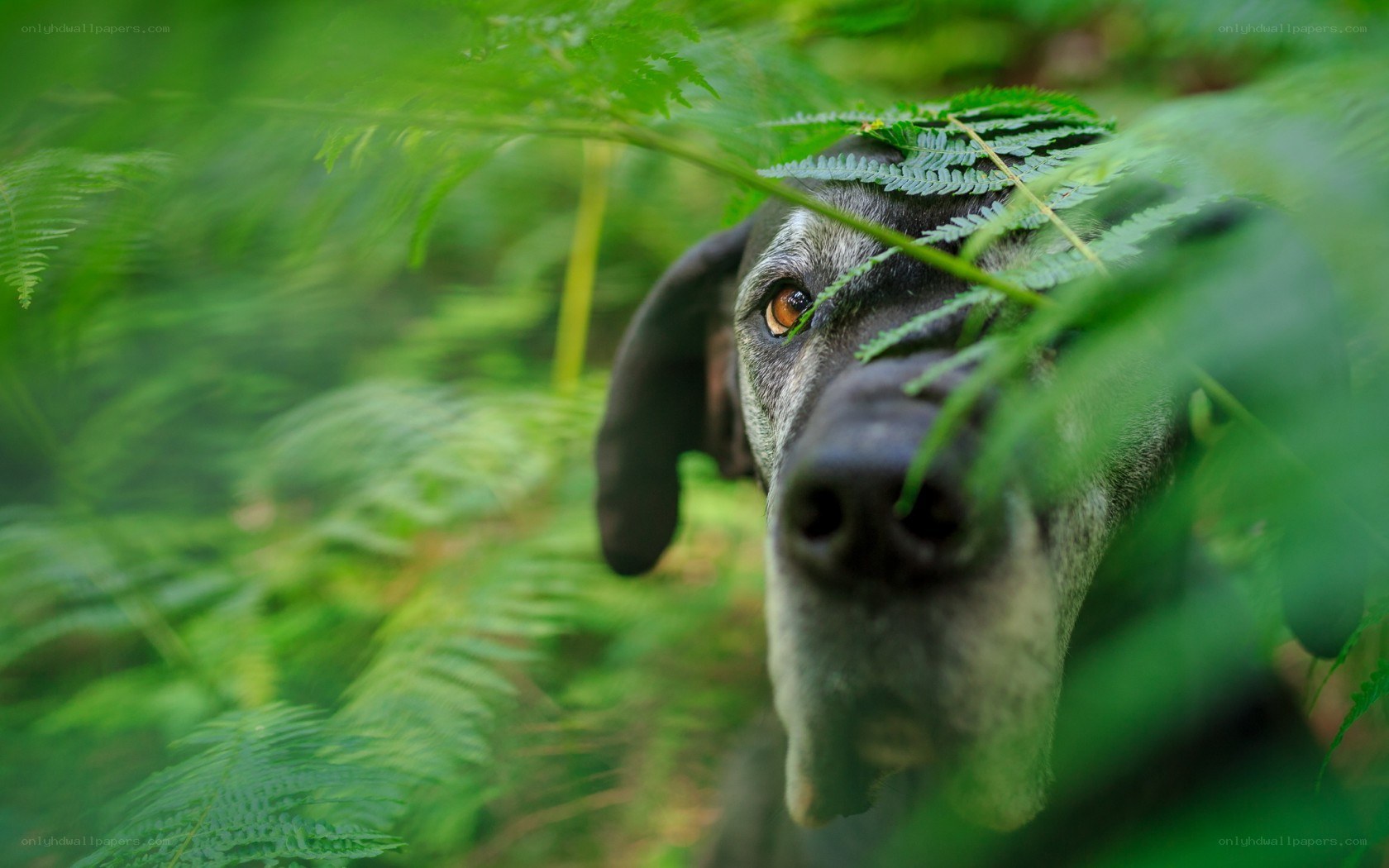 dog peeking through ferns