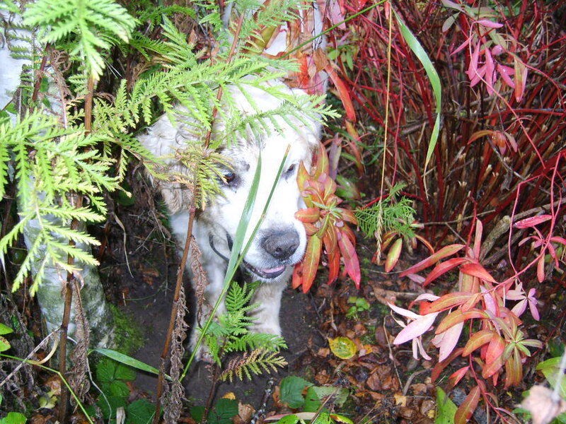 dog peeking through foliage