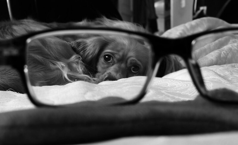 Dog Peeking Through Glasses