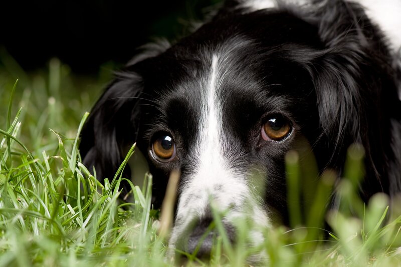 dog peeking through grass
