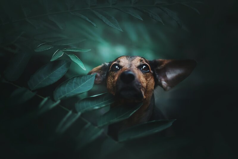 Dog Peeking Through Leaves — Green