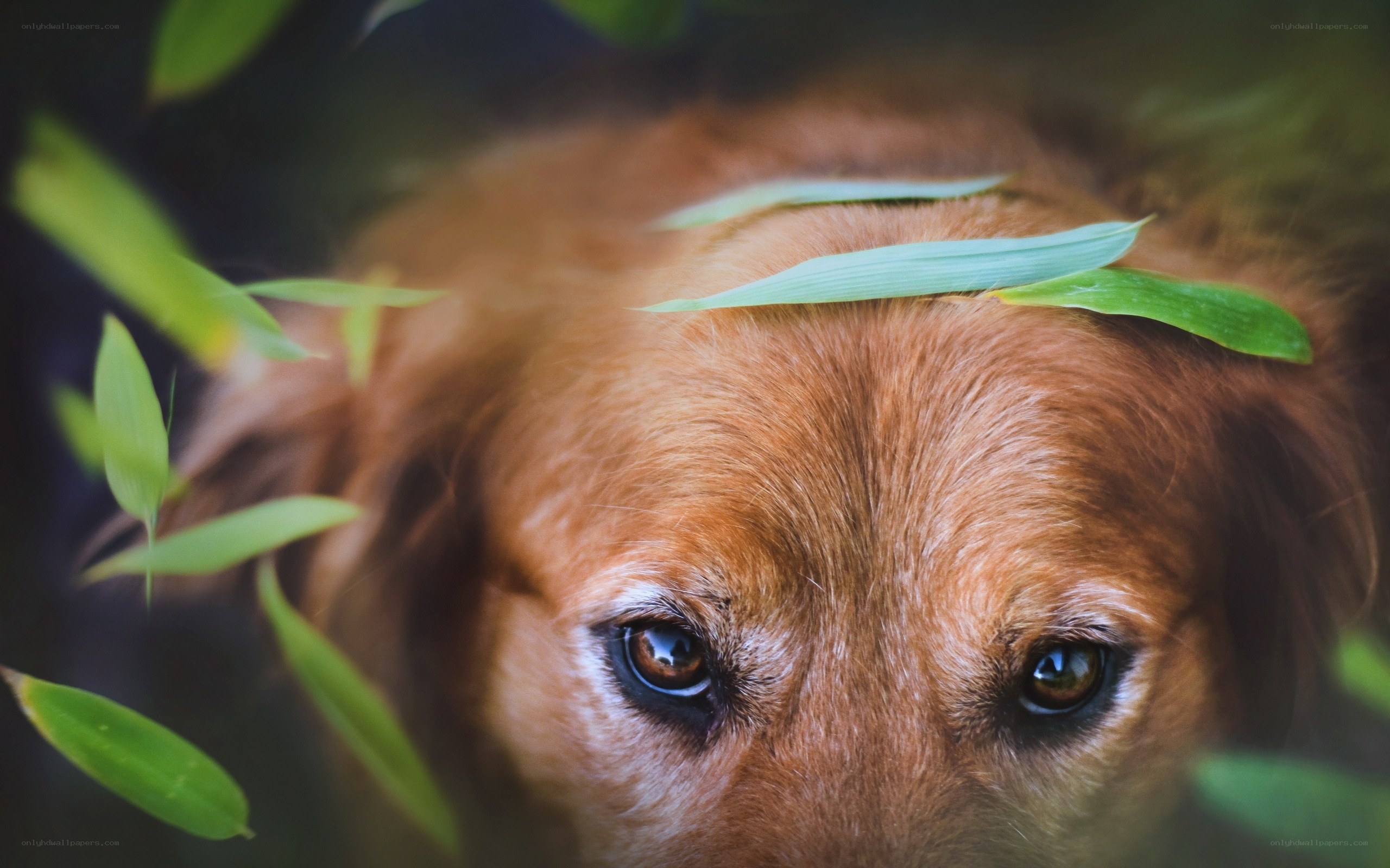 dog peeking through leaves