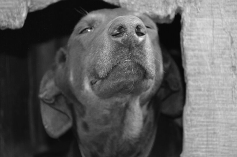 Dog Peeking Through Opening
