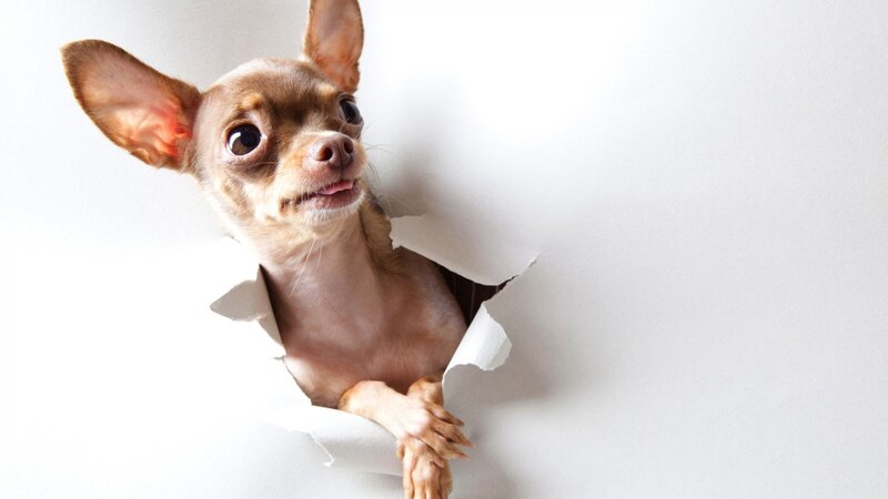 dog peeking through torn paper