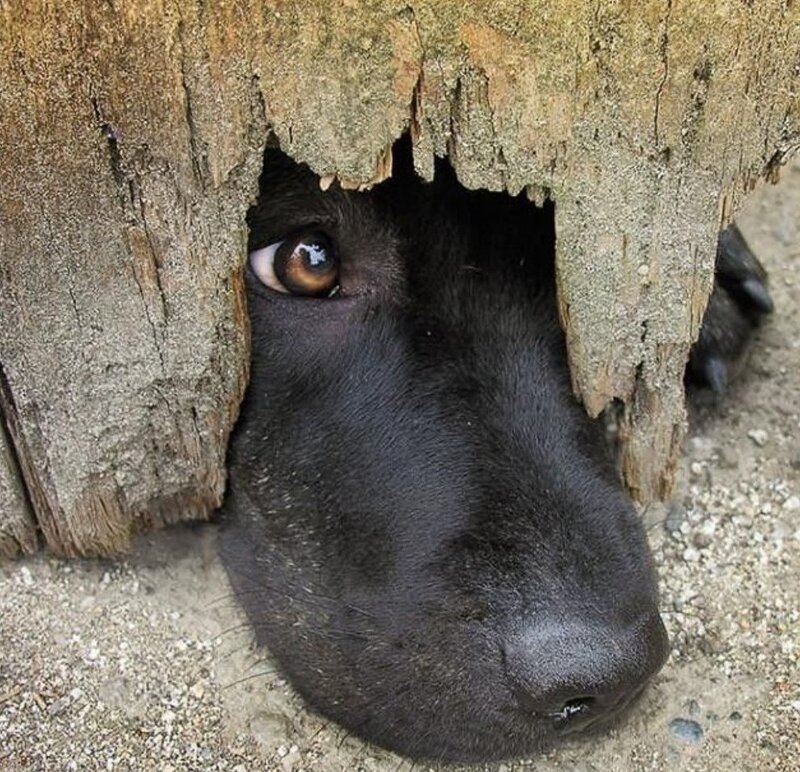dog peeking through tree