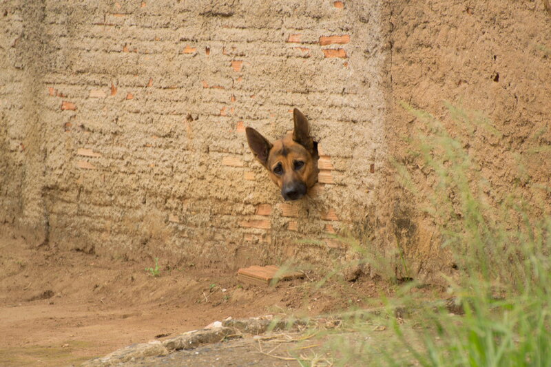 Dog Peeking Through Wall