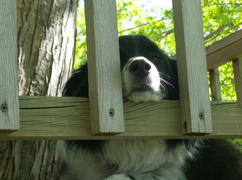 dog peeking through wooden fence
