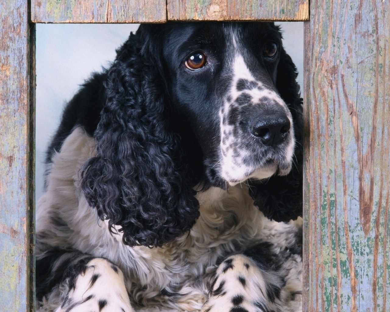 Dog peeking through wooden frame