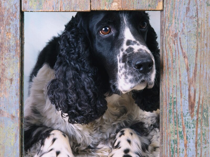 dog peeking through wooden frame