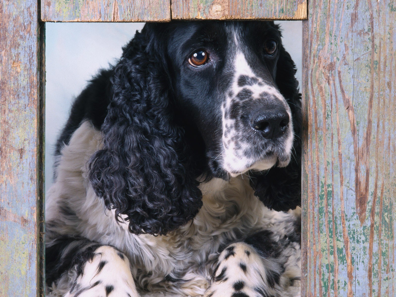 dog peeking through wooden frame