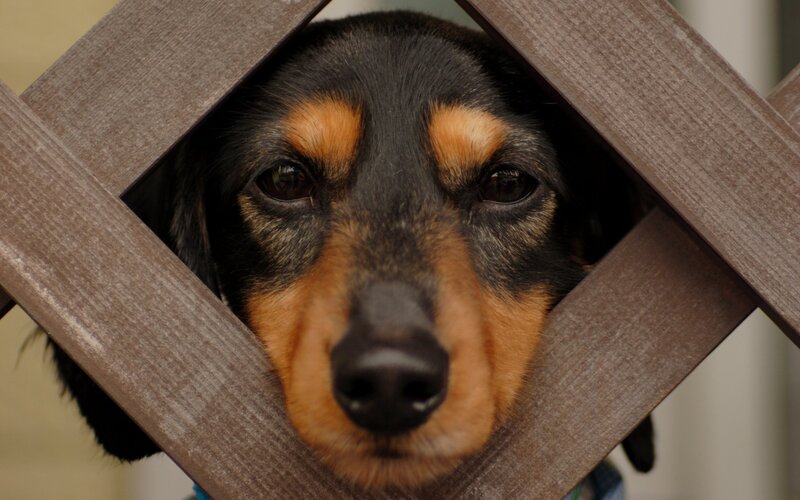 dog peeking through wooden lattice