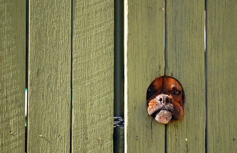 dog peeks through fence