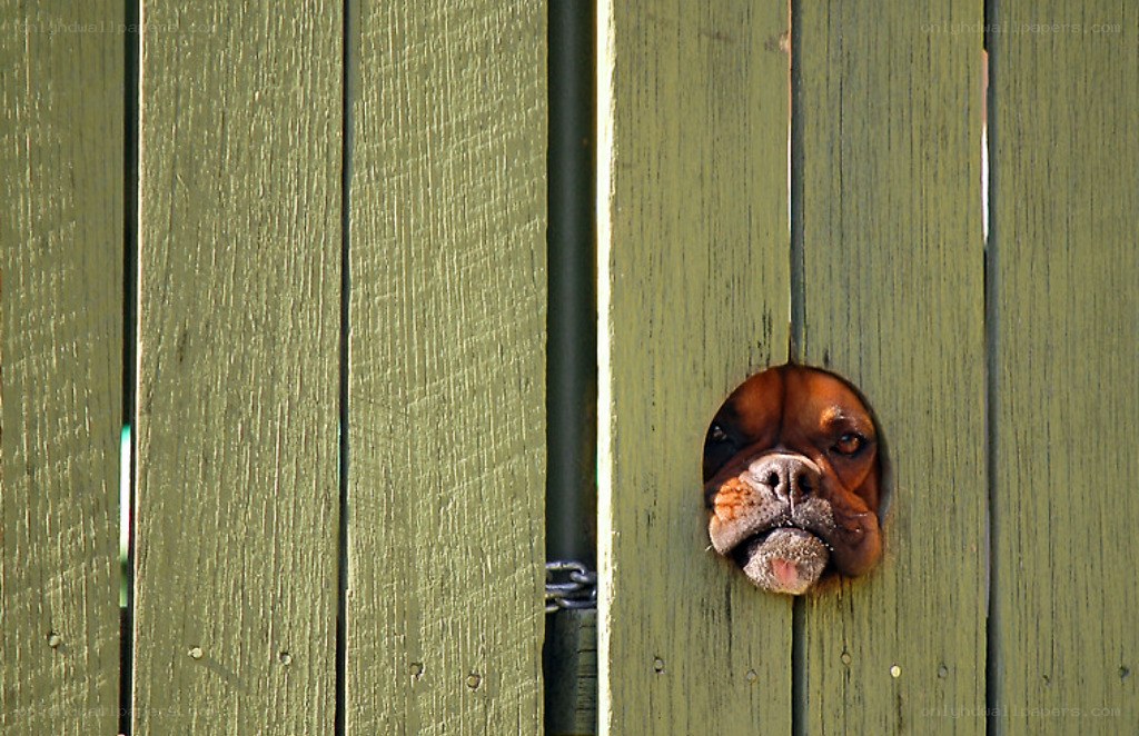 dog peeks through fence