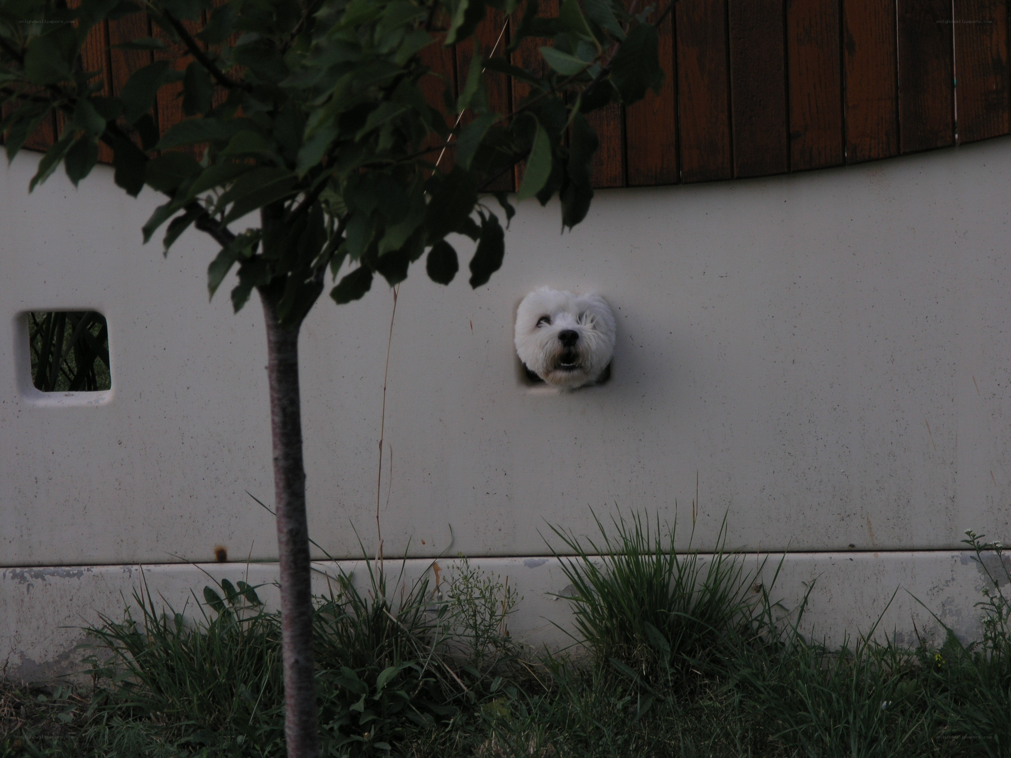 dog peeks through wall hole